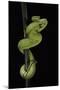 Trimeresurus Albolabris (White-Lipped Tree Viper)-Paul Starosta-Mounted Photographic Print