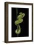 Trimeresurus Albolabris (White-Lipped Tree Viper)-Paul Starosta-Framed Photographic Print