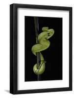 Trimeresurus Albolabris (White-Lipped Tree Viper)-Paul Starosta-Framed Photographic Print