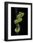 Trimeresurus Albolabris (White-Lipped Tree Viper)-Paul Starosta-Framed Photographic Print