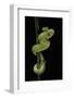 Trimeresurus Albolabris (White-Lipped Tree Viper)-Paul Starosta-Framed Photographic Print