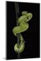 Trimeresurus Albolabris (White-Lipped Tree Viper)-Paul Starosta-Mounted Photographic Print