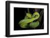 Trimeresurus Albolabris (White-Lipped Tree Viper)-Paul Starosta-Framed Photographic Print