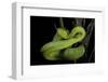 Trimeresurus Albolabris (White-Lipped Tree Viper)-Paul Starosta-Framed Photographic Print