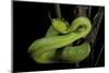 Trimeresurus Albolabris (White-Lipped Tree Viper)-Paul Starosta-Mounted Photographic Print