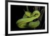 Trimeresurus Albolabris (White-Lipped Tree Viper)-Paul Starosta-Framed Photographic Print