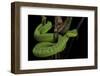 Trimeresurus Albolabris (White-Lipped Tree Viper)-Paul Starosta-Framed Photographic Print