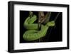 Trimeresurus Albolabris (White-Lipped Tree Viper)-Paul Starosta-Framed Photographic Print