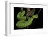 Trimeresurus Albolabris (White-Lipped Tree Viper)-Paul Starosta-Framed Photographic Print