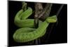 Trimeresurus Albolabris (White-Lipped Tree Viper)-Paul Starosta-Mounted Photographic Print