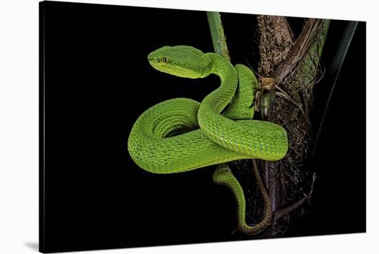 Trimeresurus Albolabris (White-Lipped Tree Viper)-Paul Starosta-Stretched Canvas