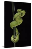 Trimeresurus Albolabris (White-Lipped Tree Viper)-Paul Starosta-Stretched Canvas