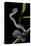 Trimeresurus Purpureomaculatus (Mangrove Viper)-Paul Starosta-Stretched Canvas