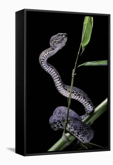 Trimeresurus Purpureomaculatus (Mangrove Viper)-Paul Starosta-Framed Stretched Canvas