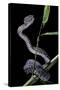 Trimeresurus Purpureomaculatus (Mangrove Viper)-Paul Starosta-Stretched Canvas