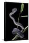 Trimeresurus Purpureomaculatus (Mangrove Viper)-Paul Starosta-Framed Stretched Canvas