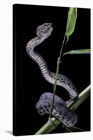 Trimeresurus Purpureomaculatus (Mangrove Viper)-Paul Starosta-Stretched Canvas