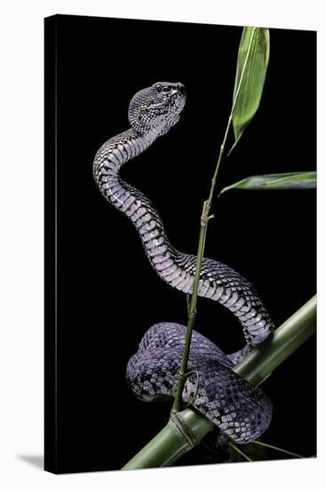 Trimeresurus Purpureomaculatus (Mangrove Viper)-Paul Starosta-Stretched Canvas