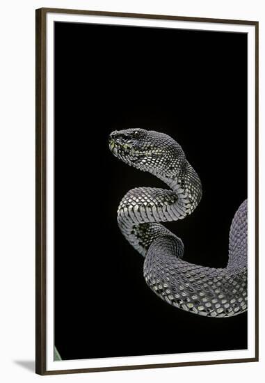 Trimeresurus Purpureomaculatus (Mangrove Viper)-Paul Starosta-Framed Premium Photographic Print