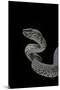 Trimeresurus Purpureomaculatus (Mangrove Viper)-Paul Starosta-Mounted Premium Photographic Print