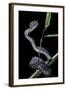 Trimeresurus Purpureomaculatus (Mangrove Viper)-Paul Starosta-Framed Photographic Print