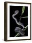 Trimeresurus Purpureomaculatus (Mangrove Viper)-Paul Starosta-Framed Photographic Print