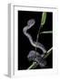 Trimeresurus Purpureomaculatus (Mangrove Viper)-Paul Starosta-Framed Photographic Print