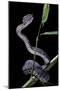 Trimeresurus Purpureomaculatus (Mangrove Viper)-Paul Starosta-Mounted Photographic Print