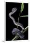 Trimeresurus Purpureomaculatus (Mangrove Viper)-Paul Starosta-Framed Photographic Print