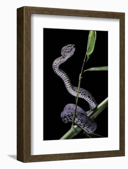 Trimeresurus Purpureomaculatus (Mangrove Viper)-Paul Starosta-Framed Photographic Print