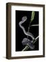 Trimeresurus Purpureomaculatus (Mangrove Viper)-Paul Starosta-Framed Photographic Print