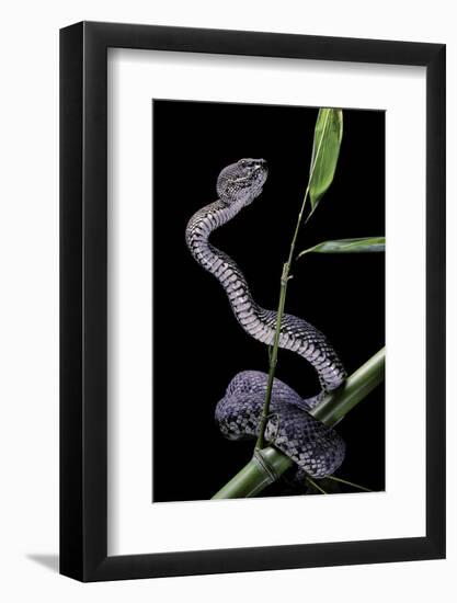 Trimeresurus Purpureomaculatus (Mangrove Viper)-Paul Starosta-Framed Photographic Print