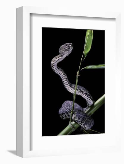 Trimeresurus Purpureomaculatus (Mangrove Viper)-Paul Starosta-Framed Photographic Print