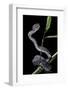 Trimeresurus Purpureomaculatus (Mangrove Viper)-Paul Starosta-Framed Photographic Print