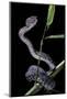 Trimeresurus Purpureomaculatus (Mangrove Viper)-Paul Starosta-Mounted Photographic Print