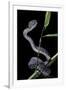 Trimeresurus Purpureomaculatus (Mangrove Viper)-Paul Starosta-Framed Photographic Print