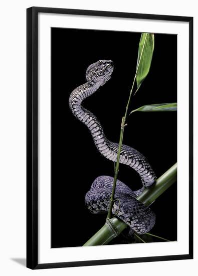 Trimeresurus Purpureomaculatus (Mangrove Viper)-Paul Starosta-Framed Photographic Print