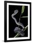 Trimeresurus Purpureomaculatus (Mangrove Viper)-Paul Starosta-Framed Photographic Print