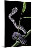 Trimeresurus Purpureomaculatus (Mangrove Viper)-Paul Starosta-Mounted Photographic Print