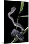 Trimeresurus Purpureomaculatus (Mangrove Viper)-Paul Starosta-Mounted Photographic Print