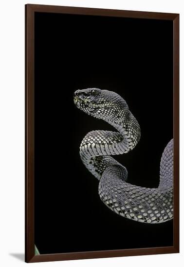 Trimeresurus Purpureomaculatus (Mangrove Viper)-Paul Starosta-Framed Photographic Print