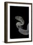 Trimeresurus Purpureomaculatus (Mangrove Viper)-Paul Starosta-Framed Photographic Print