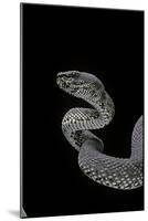 Trimeresurus Purpureomaculatus (Mangrove Viper)-Paul Starosta-Mounted Photographic Print