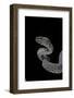 Trimeresurus Purpureomaculatus (Mangrove Viper)-Paul Starosta-Framed Photographic Print