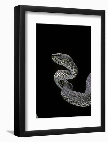 Trimeresurus Purpureomaculatus (Mangrove Viper)-Paul Starosta-Framed Photographic Print