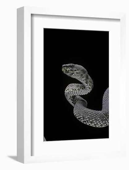 Trimeresurus Purpureomaculatus (Mangrove Viper)-Paul Starosta-Framed Photographic Print