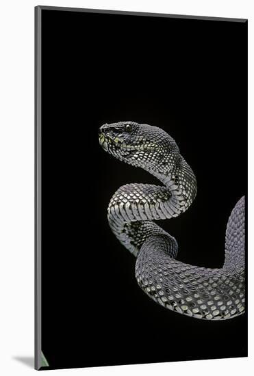 Trimeresurus Purpureomaculatus (Mangrove Viper)-Paul Starosta-Mounted Photographic Print