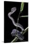 Trimeresurus Purpureomaculatus (Mangrove Viper)-Paul Starosta-Stretched Canvas