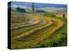 Trimmed Fields-Jim Craigmyle-Stretched Canvas