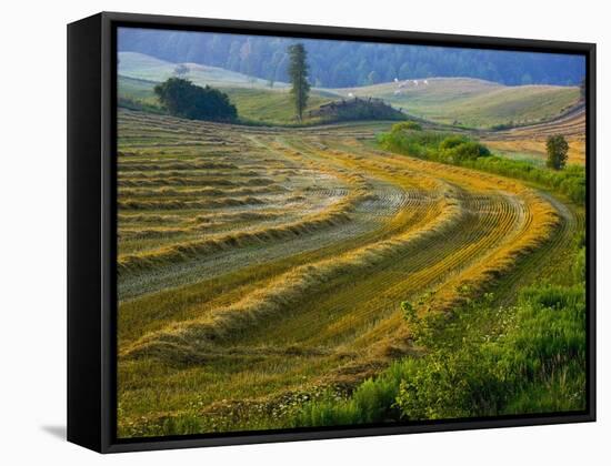 Trimmed Fields-Jim Craigmyle-Framed Stretched Canvas